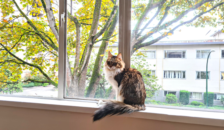 Como levar meu pet para Vancouver: nossa experiência trazendo a Sarinha em 2021
